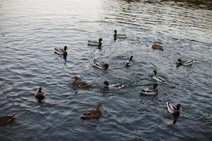 une troupeau de canards nager dans le l'eau photo