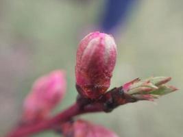 Jeune fleurs germer dans printemps photo