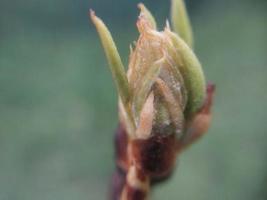 Jeune fleurs germer dans printemps photo