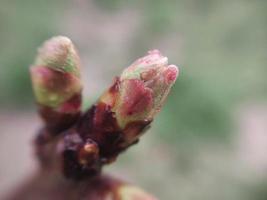 Jeune fleurs germer dans printemps photo