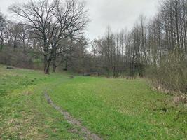 Jeune forêt grandit après le pluie photo