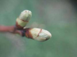 Jeune fleurs germer dans printemps photo