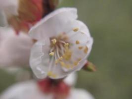 Jeune fleurs germer dans printemps photo