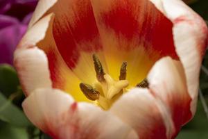 Photo macro de l'étamine et du pistil d'une fleur de tulipe