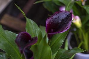 fleurs de lys calla rose et feuilles vertes photo