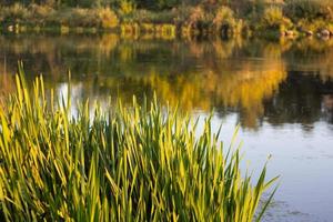 carex sur le rivière banque à coucher de soleil.mince herbe sur une flou Contexte. sélectif se concentrer. photo