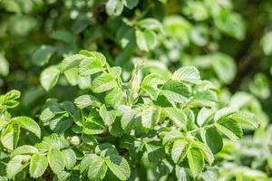 chien Rose Rosa canina bourgeon sur le branches. magnifique sauvage arbuste, vert feuilles. horizontal Cadre. photo