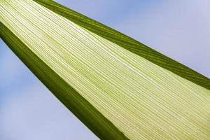 une fermer de vert feuilles photo