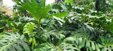 jardin image avec Adam nervure panneau, tropical ornemental plante avec vert buisson pour Contexte photo