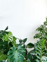 plante monstera délicieuse, zamiokulkas et ficus sur blanc Contexte. minimalisme photo