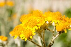 pollen sur fleur photo