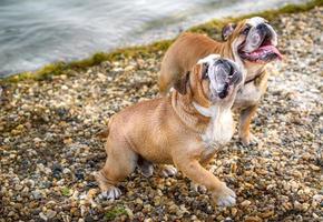 espiègle Anglais bouledogue photo