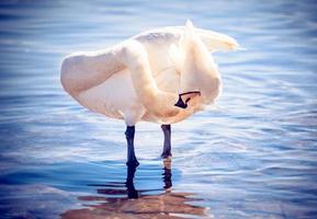 cygne dans l'eau photo