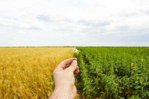 gros plan des mains et une marguerite, un champ de tournesols et de blé en arrière-plan. photo