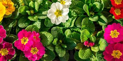 primevère fleurs dans fleur pot Extérieur épanouissement jardin rue fleur végétation photo