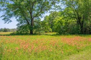 une typique est Texas scène dans printemps lorsque le fleurs sauvages Floraison dans herbe prairies. photo