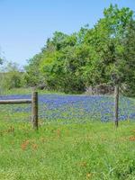 une vibrant champ de fleurs sauvages bordé par une barbelé câble clôture et une ligne de des arbres. photo
