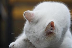 mignonne persan pur blanc chat est posant dans le Accueil jardin photo