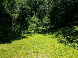 vert herbe pelouse ou Cour avec vert des arbres dans les bois photo