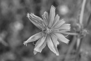 beauté fleur sauvage chicorée ordinaire sur fond prairie photo