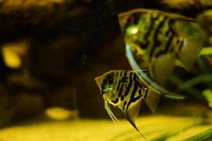 commun scalaires dans un aquarium. cichlidés famille photo