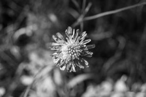 Belle fleur sauvage aster echinops sur fond prairie photo