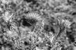 belle racine de fleur de plus en plus bardane chardon sur fond prairie photo