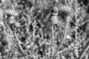 belle racine de fleur de plus en plus bardane chardon sur fond prairie photo