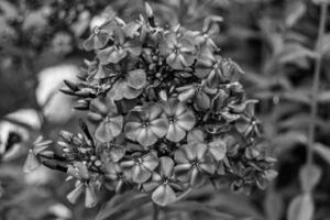 Belle fleur sauvage phlox paniculata sur prairie photo