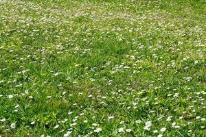 champ avec vert herbe et petit blanc marguerites photo