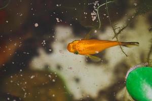 poisson rouge en mangeant nourriture dans dans aquarium photo