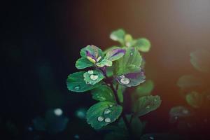 l'automne feuilles de le buisson avec pluie gouttes dans le chaud après midi Soleil photo