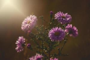 violet l'automne fleurs allumé par le chaud septembre Soleil dans une Naturel jardin environnement dans fermer photo