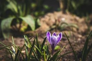 magnifique délicat crocus fleur croissance dans le printemps jardin photo