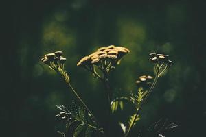 l'automne fleur dans une Naturel environnement illuminé par chaud après midi lumière photo