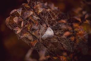 marron l'automne rocher des buissons avec feuilles et araignée avec rosée gouttes dans fermer photo