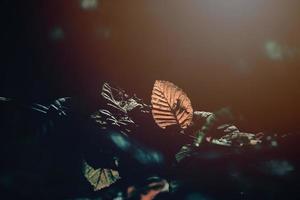 l'automne d'or feuilles sur le arbre allumé par chaud doux après midi lumière photo