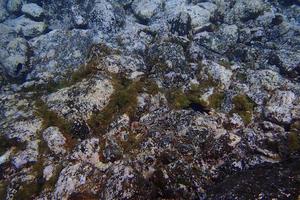 sous-marin Photos de plongée dans le atlantique océan suivant à le canari îles