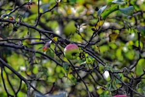 l'automne Frais Pomme sur le branche de une arbre dans le verger photo