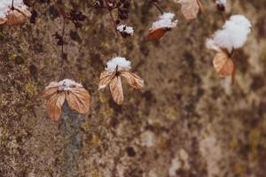 une flétri délicat fleur dans le jardin sur une du froid glacial journée pendant chute blanc neige photo