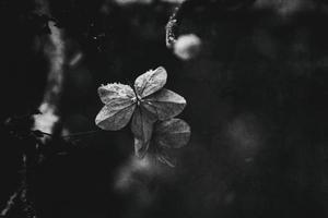 une flétri délicat fleur dans le jardin sur une du froid glacial journée pendant chute blanc neige photo