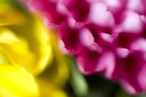 coloré délicat l'automne fleurs dans une grand fermer dans le chaud ensoleillement photo