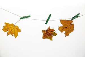 coloré l'automne érable feuille sur une blanc isolé Contexte épinglé avec une fermoir agrafe pendaison sur une chaîne photo