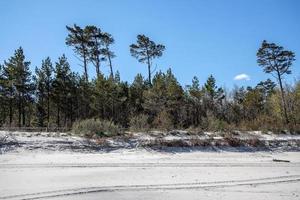 blanc le sable dunes avec grand pin des arbres croissance sur leur à le baltique mer photo