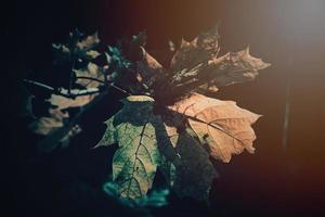 l'automne d'or feuilles sur le arbre allumé par chaud doux après midi lumière photo