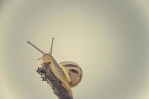 peu beige escargot avec une coquille escalade sur une bâton sur une lumière crème Contexte photo