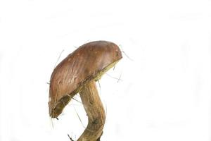 sauvage champignon sur blanc photo