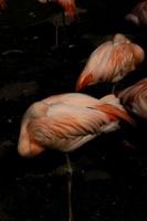 rose flamant oiseau permanent dans le foncé l'eau à le zoo photo