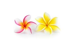 tropical magnifique fleurs, frangipanier plumeria fleur isolé sur blanc Contexte. ai généré photo