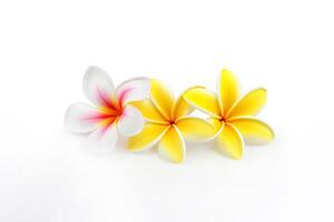 tropical magnifique fleurs, frangipanier plumeria fleur isolé sur blanc Contexte. ai généré photo